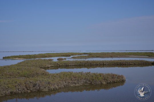 Paysages de Camargue