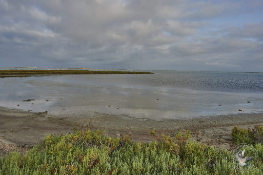 Paysages de Camargue
