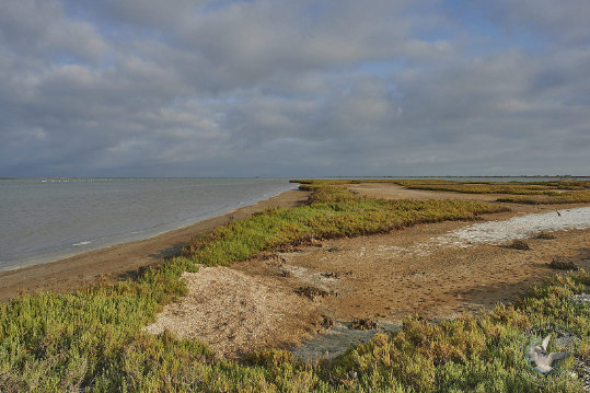 Paysages de Camargue