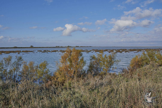 Paysages de Camargue