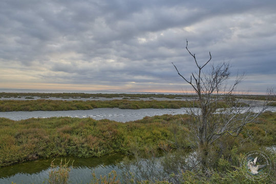 Paysages de Camargue
