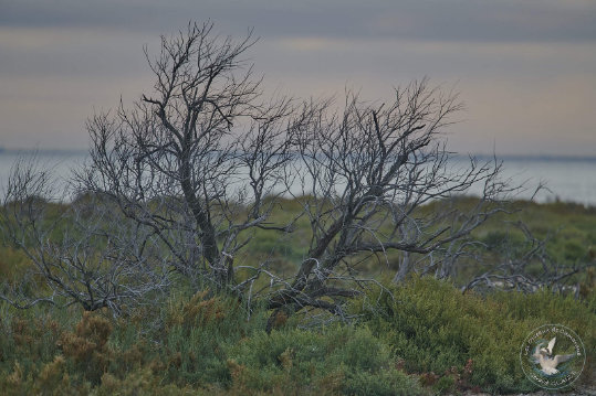 Paysages de Camargue