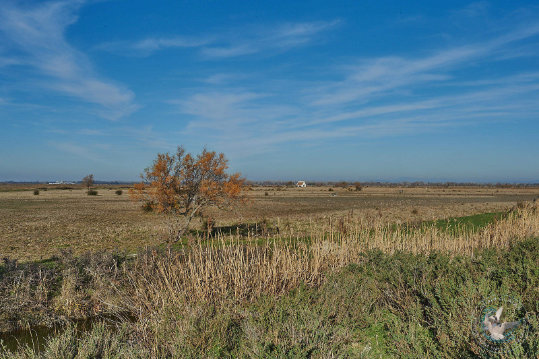 Paysages de Camargue