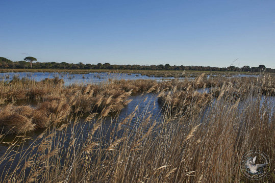 Paysages de Camargue
