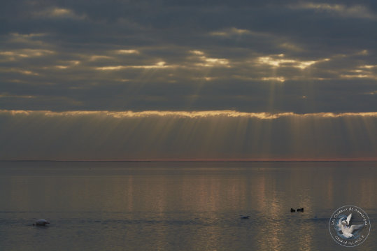 Paysages de Camargue