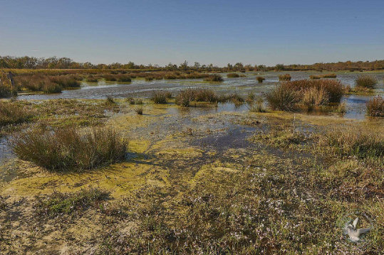 Paysages de Camargue
