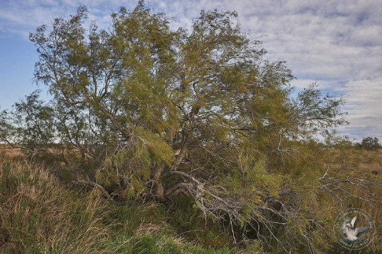 Paysages de Camargue