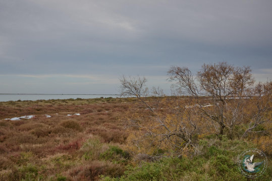 Paysages de Camargue