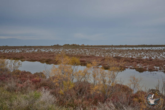 Paysages de Camargue