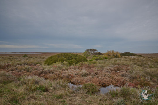 Paysages de Camargue
