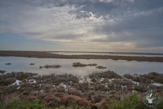 Paysages de Camargue