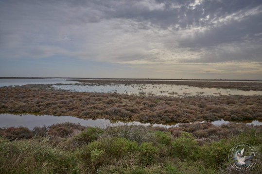 Paysages de Camargue