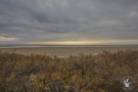 Paysages de Camargue
