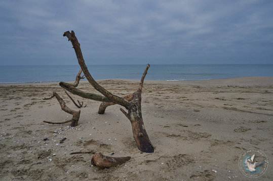 Paysages de Camargue
