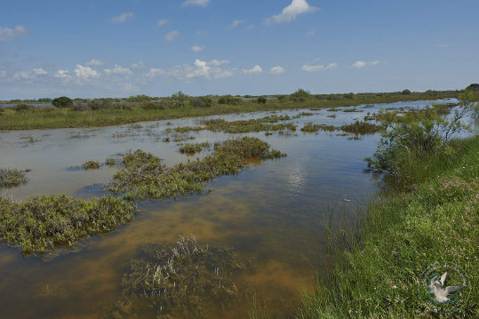 Paysages de Camargue