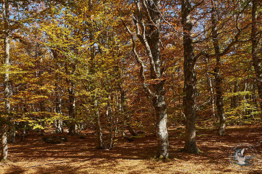 Paysages des Cévennes