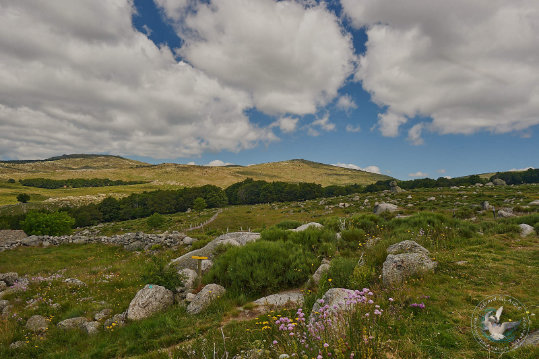 Paysages des Cévennes