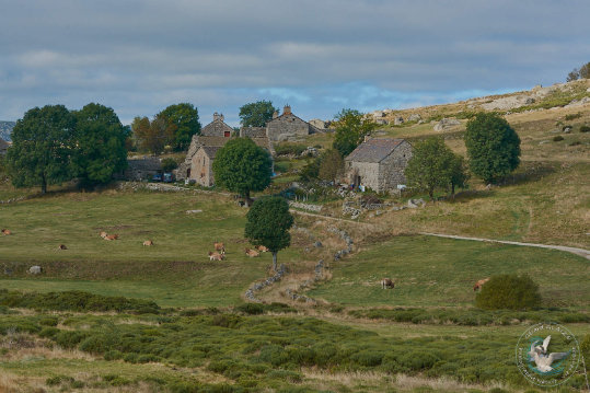 Paysages des Cévennes