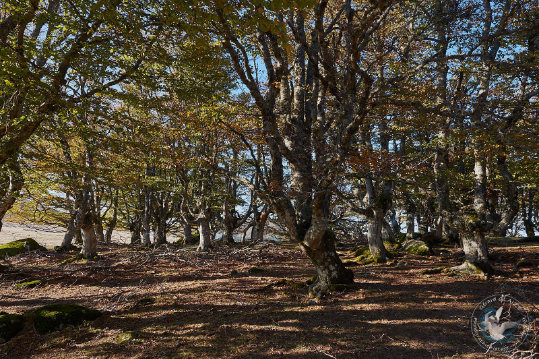 Paysages des Cévennes