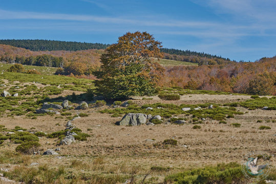 Paysages des Cévennes