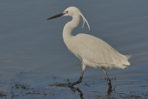 aigrette garzette
