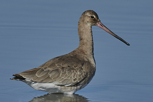 barge à queue noire