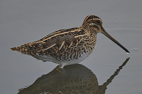 bécassine des marais
