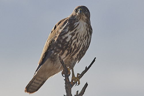 buse variable