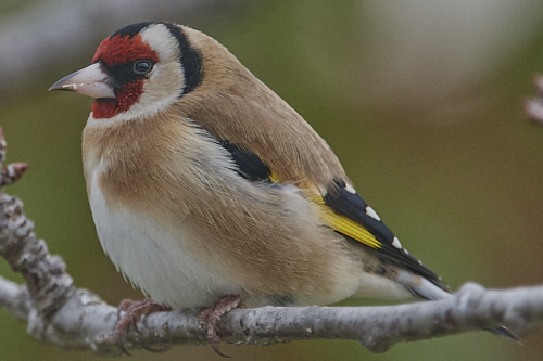 chardonneret élégant
