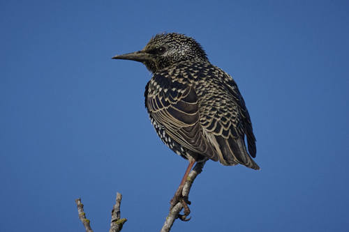 étourneau sansonnet