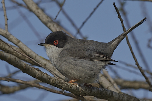 fauvette mélanocéphale