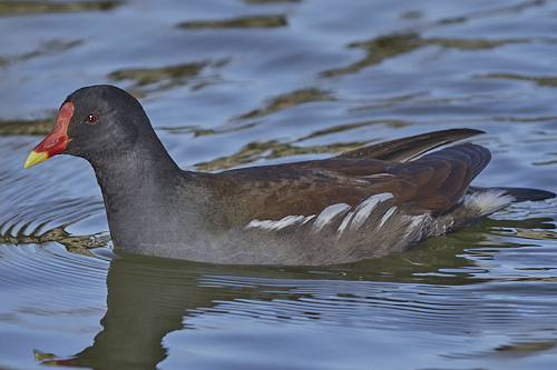 gallinule poule d'eau