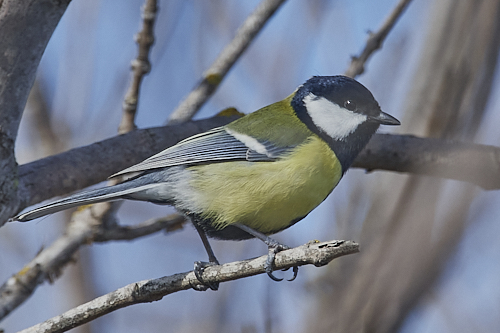 mésange charbonnière