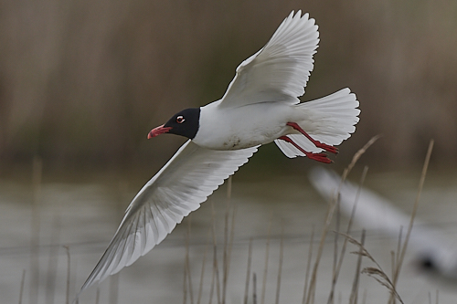 mouette mélanocéphale