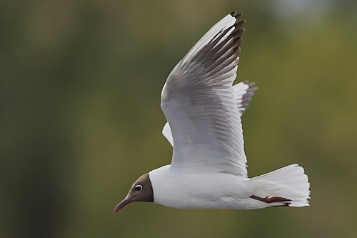 mouette rieuse