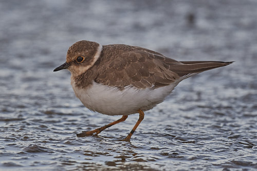 pluvier petit gravelot