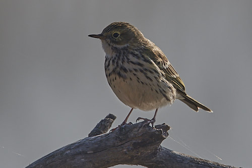 pipit farlouse