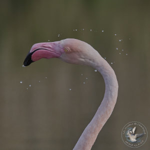 Flamant rose