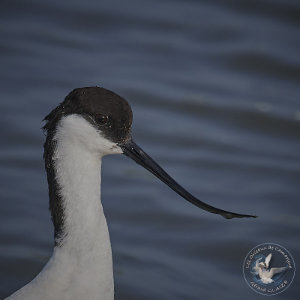 Avocette élégante