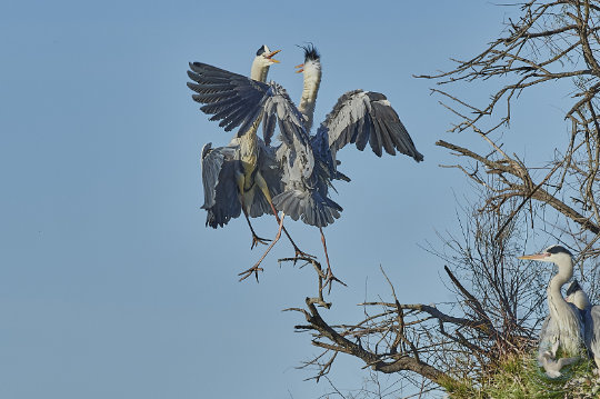 Querelle d'oiseaux