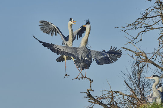 Querelle d'oiseaux