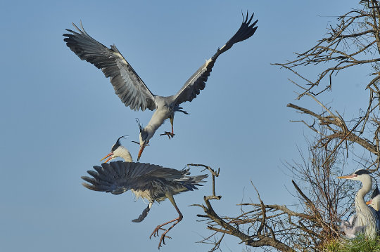 Querelle d'oiseaux