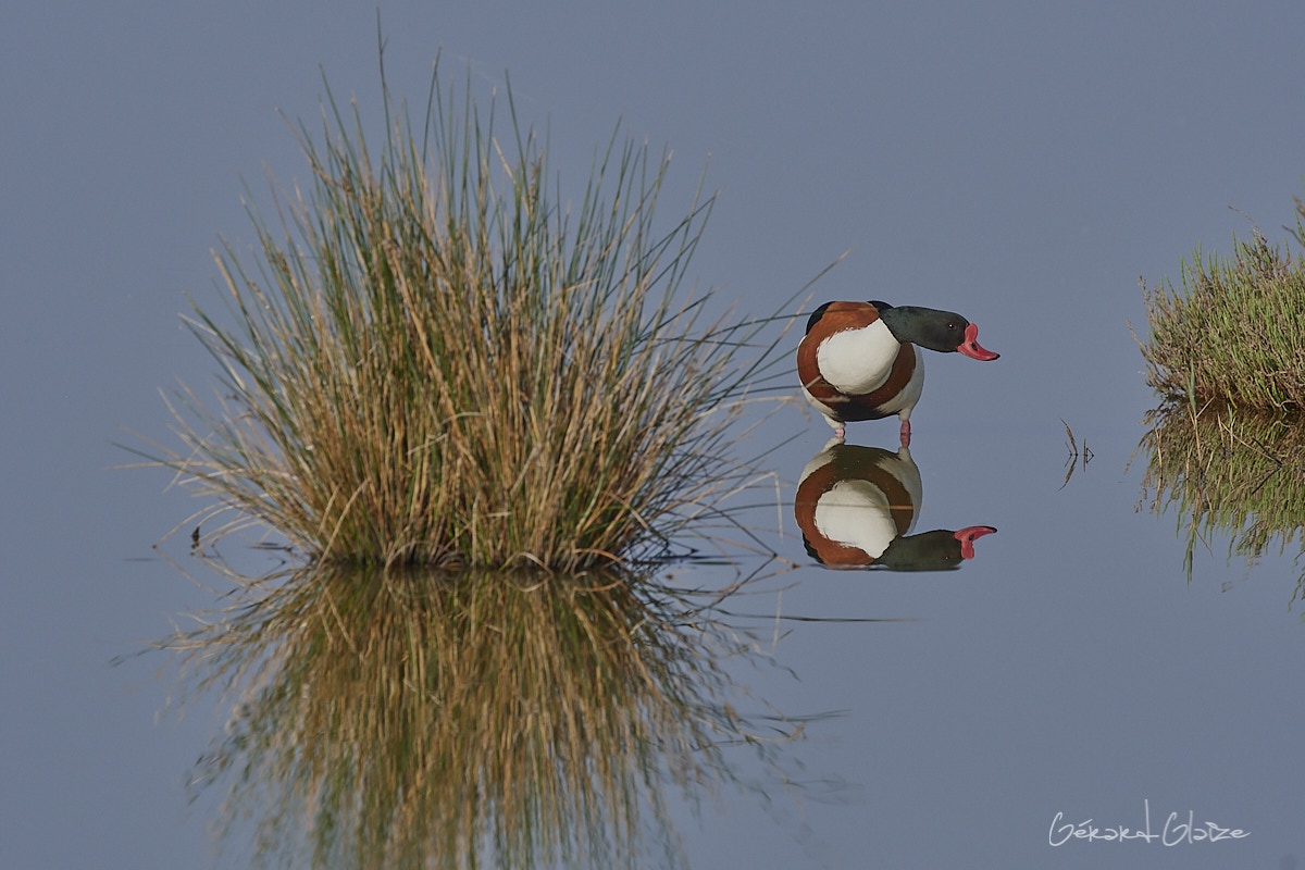 Fonds d'écran - Tadorne de Belon