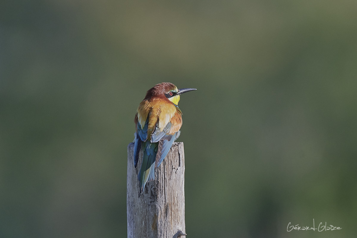 Fonds d'écran - Guêpier d'Europe