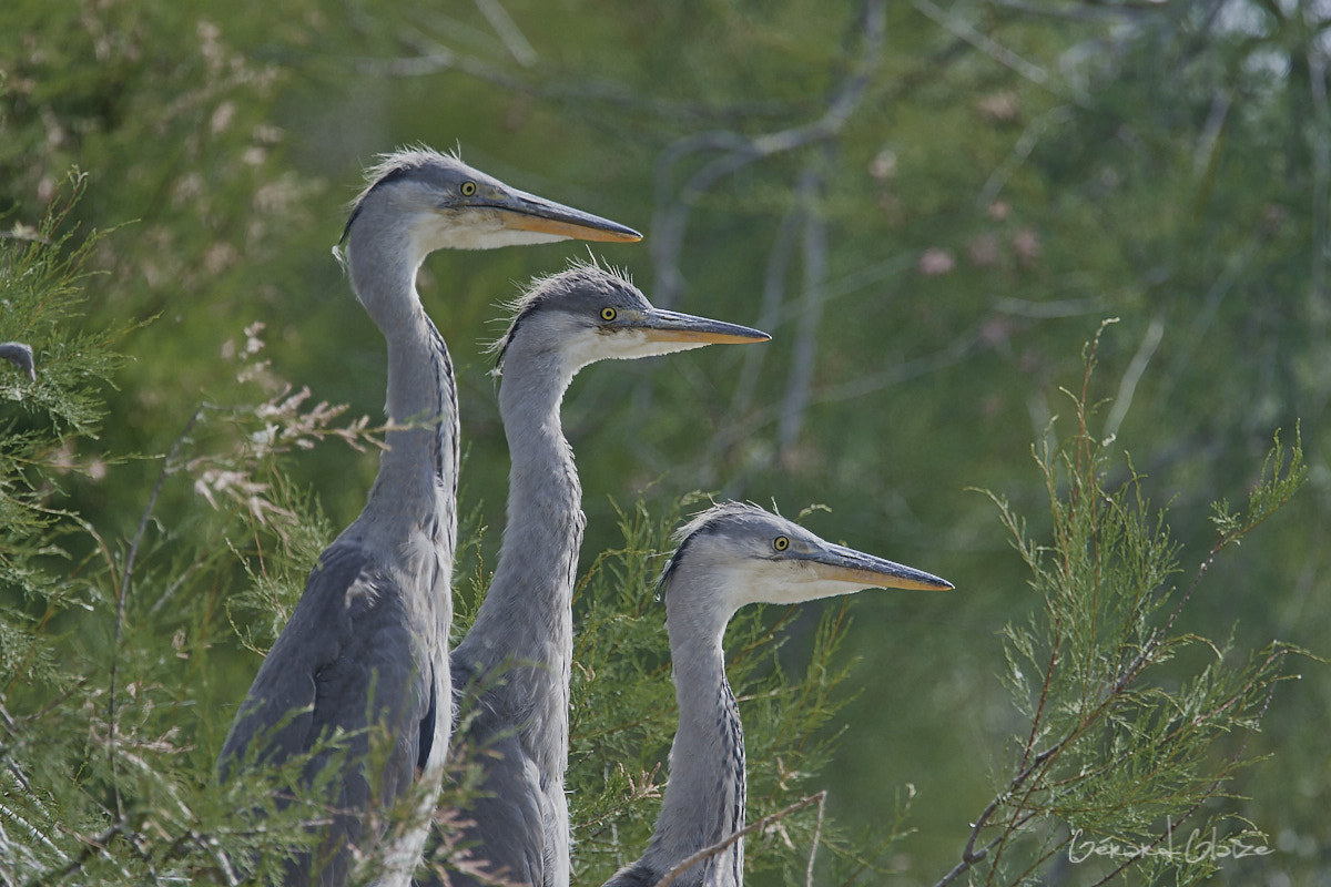 Fonds d'écran - Jeunes Hérons cendrés