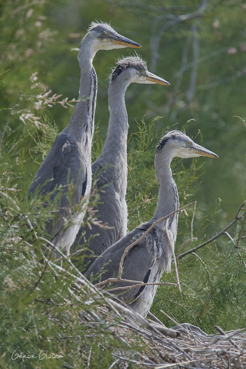Jeunes hérons cendrés