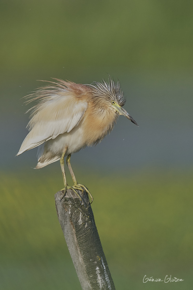 Fonds d'écran - Héron Crabier