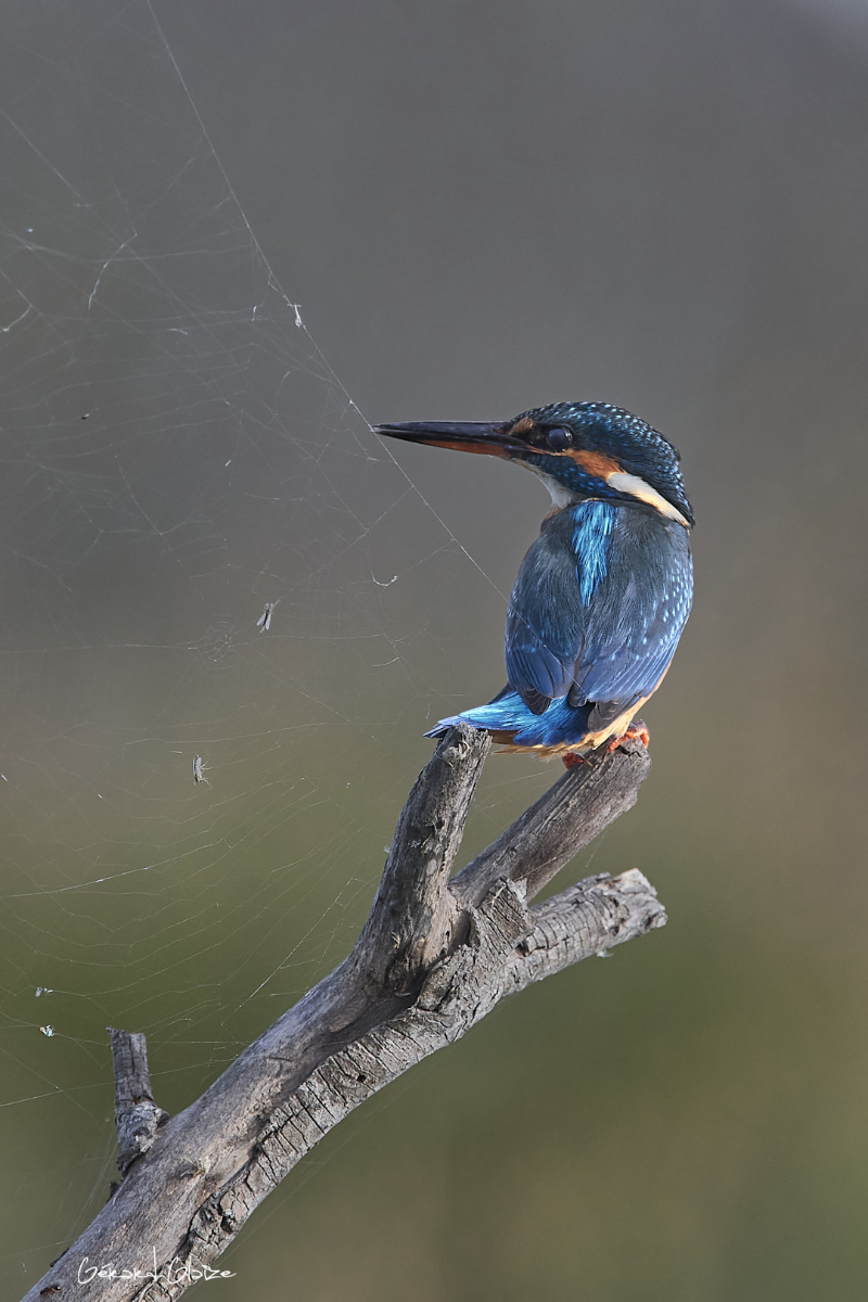 Fonds d'écran - Martin pêcheur