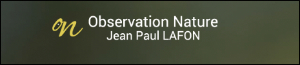 Logo Observation Nature