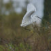 Aigrette garzette - Little Egret